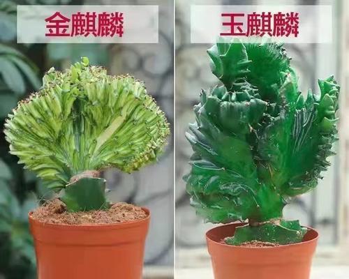 多肉仙人掌在花盆中的种植方法是什么？