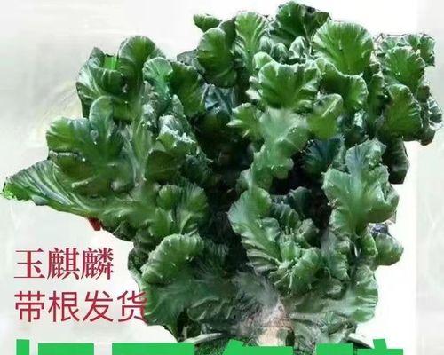 多肉仙人掌在花盆中的种植方法是什么？