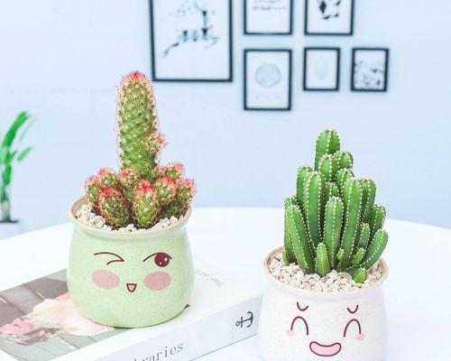 多肉仙人掌在花盆中的种植方法是什么？