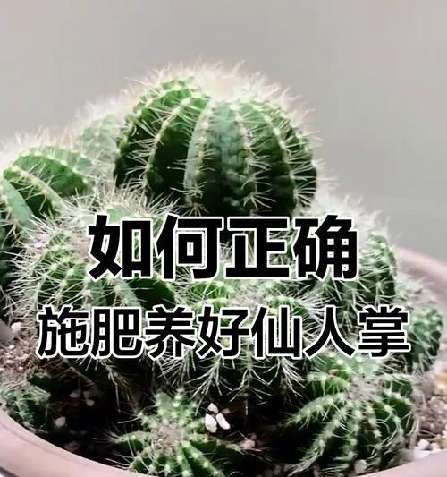 石子仙人掌盆栽的养护技巧有哪些？