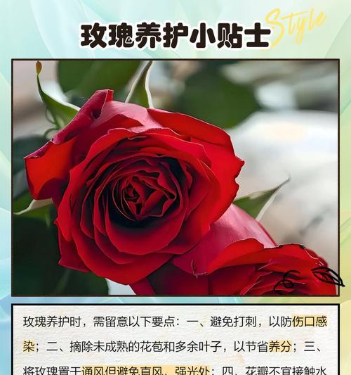 玫瑰花沐浴花的正确养护方法是什么？