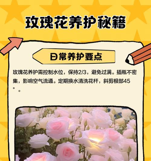 玫瑰花沐浴花的正确养护方法是什么？