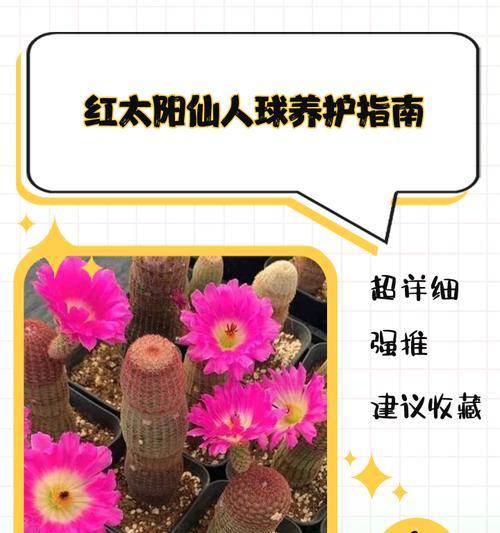 红毛花柱仙人球的养殖方法是什么？