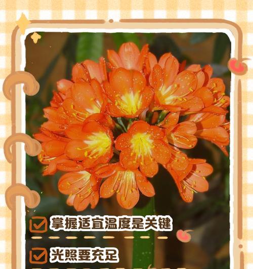 君子兰过冬不长叶子的原因是什么？
