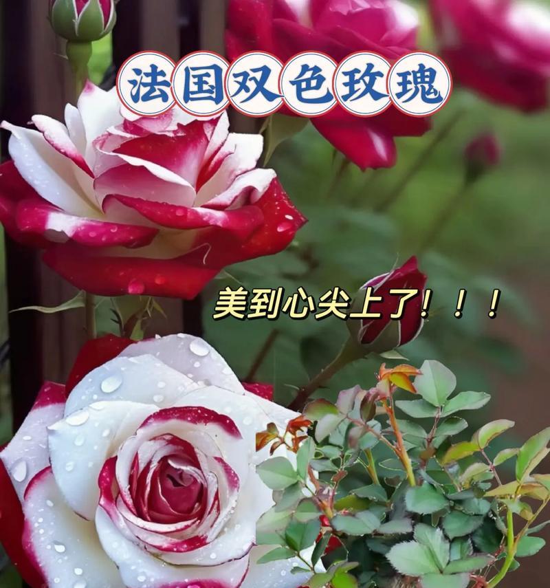 双色玫瑰花的培育和养护方法是什么？