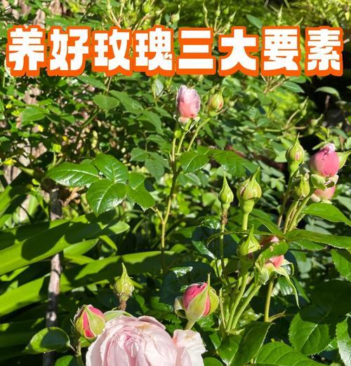 双色玫瑰花的培育和养护方法是什么？