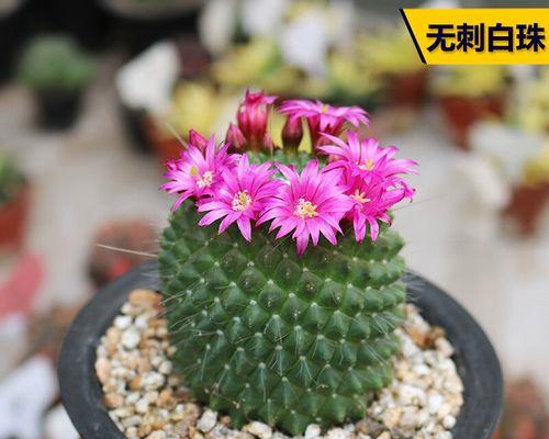 五刺仙人球的种植步骤和注意事项是什么？