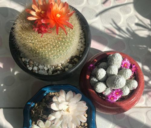 菠萝花仙人球的养殖方法是什么？
