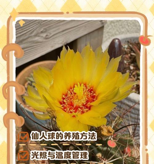 仙人球彩草黄叶的解决方法是什么？