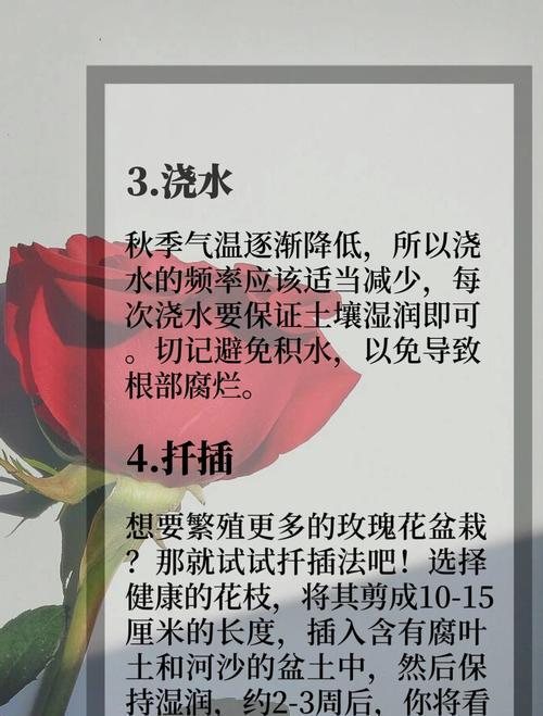 盆栽西湖玫瑰花的养护技巧有哪些？