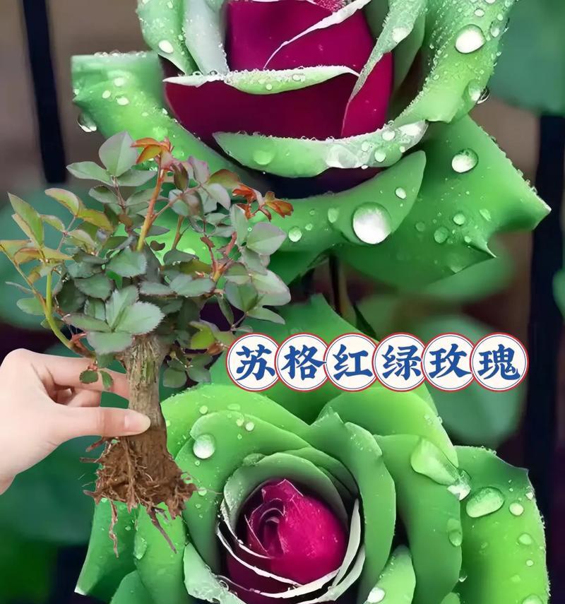 盆栽西湖玫瑰花的养护技巧有哪些？