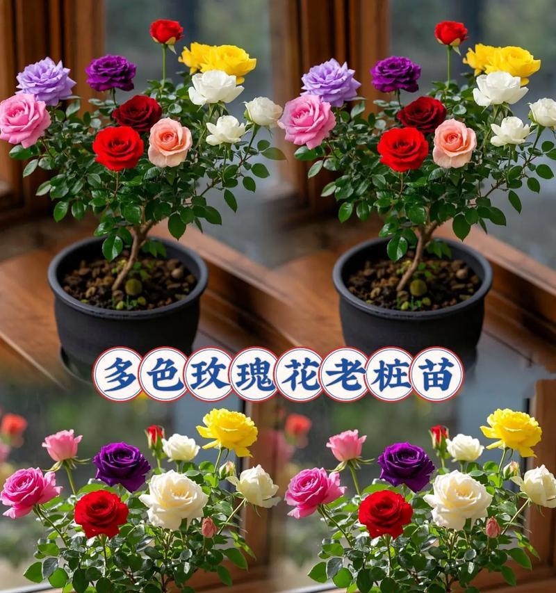 盆栽西湖玫瑰花的养护技巧有哪些？