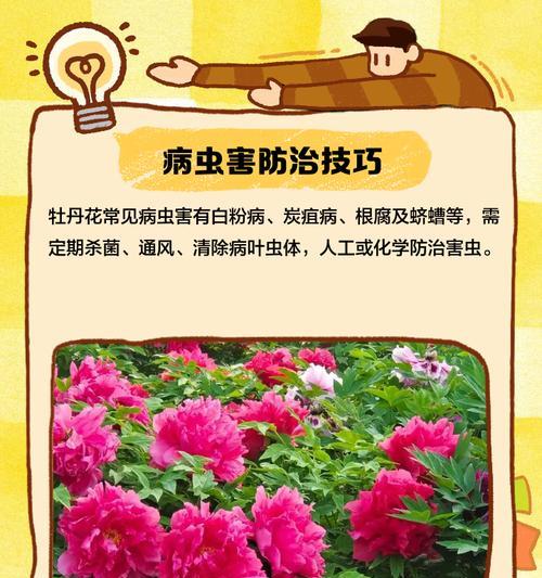 牡丹花的科学养护方法有哪些？