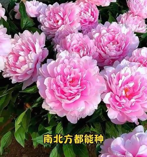 牡丹花的科学养护方法有哪些？
