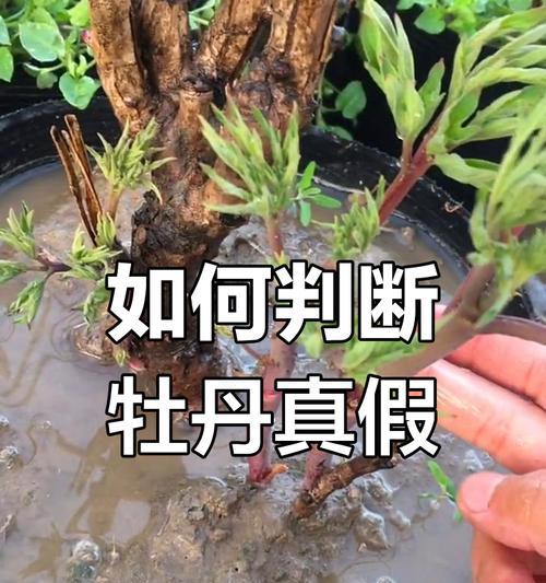 牡丹花的科学养护方法有哪些？