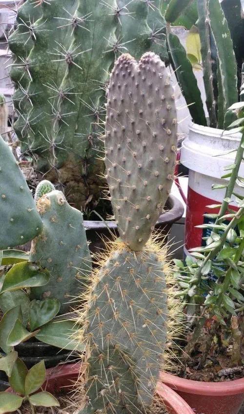 刺特别长的仙人球植物是什么？