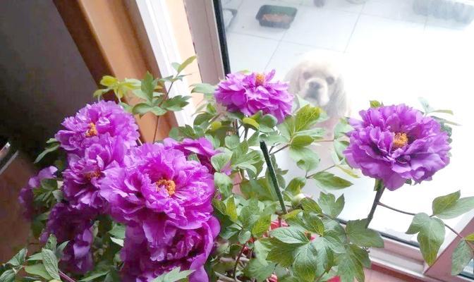 牡丹花盆的选择标准是什么？