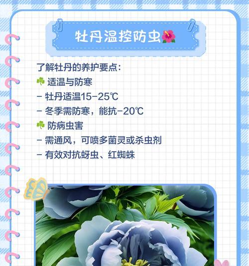 牡丹花盆的选择标准是什么？