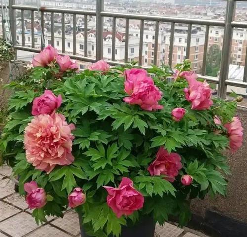 牡丹花盆的选择标准是什么？