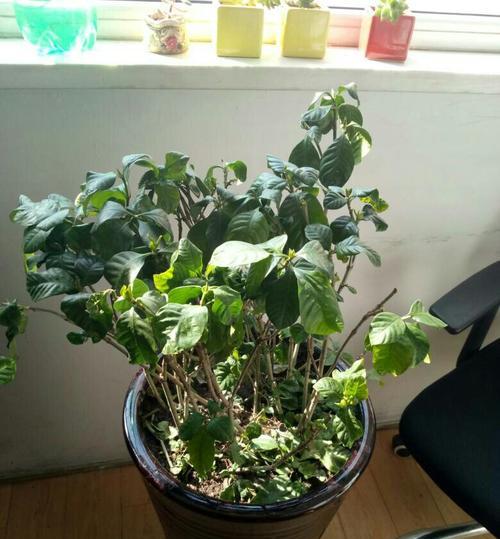 牡丹花新长叶子发蔫？如何解决？