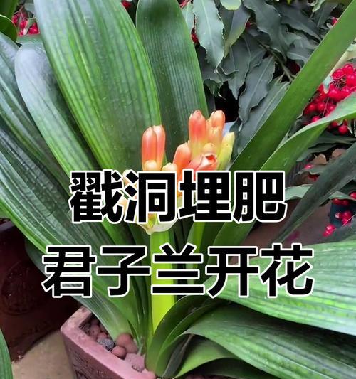 君子兰第二年不开花？试试这些方法！