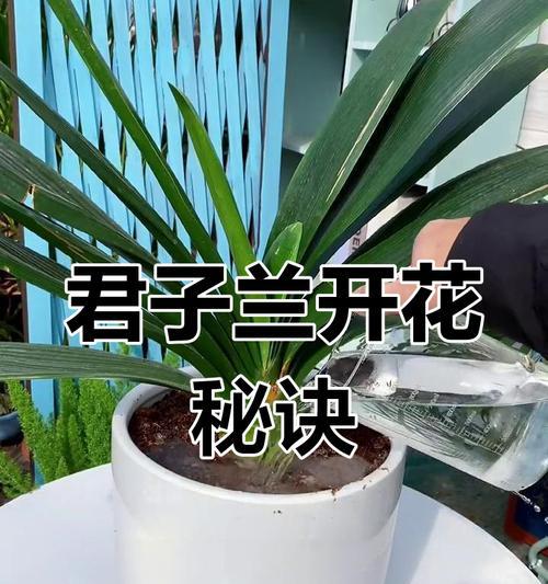 君子兰第二年不开花？试试这些方法！