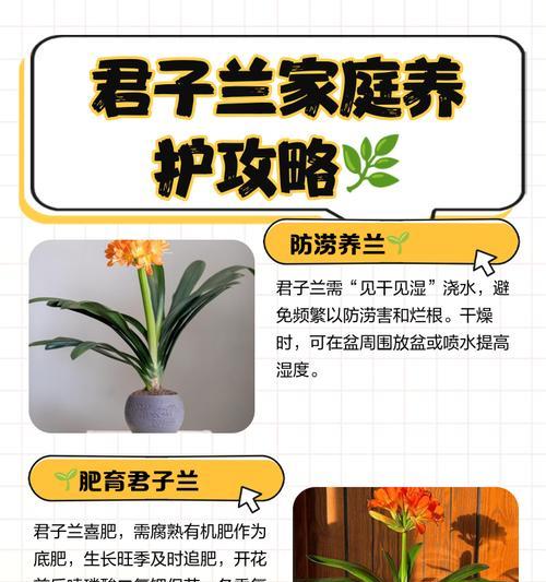 绿君子兰养护和浇水技巧是什么？
