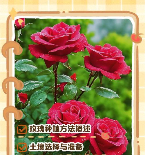 毛线玫瑰花种植方法是什么？