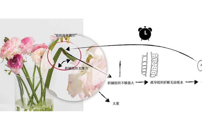 黑色玫瑰花切花养护方法是什么？