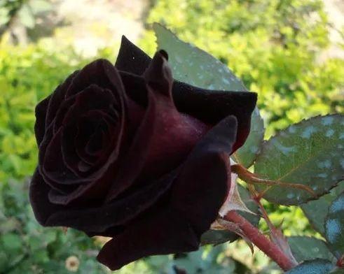 黑色玫瑰花切花养护方法是什么？