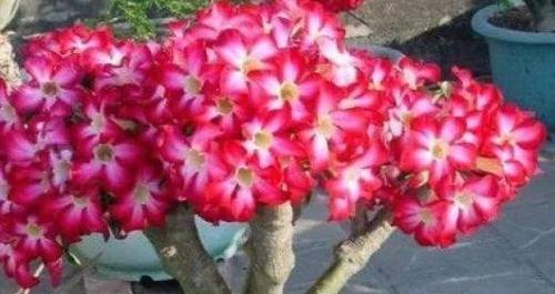 重瓣玫瑰花品种是什么？