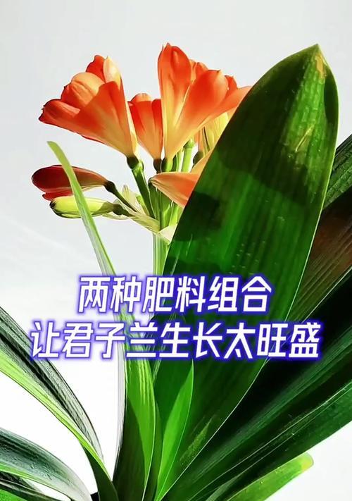 君子兰与鹏展翅有何区别？