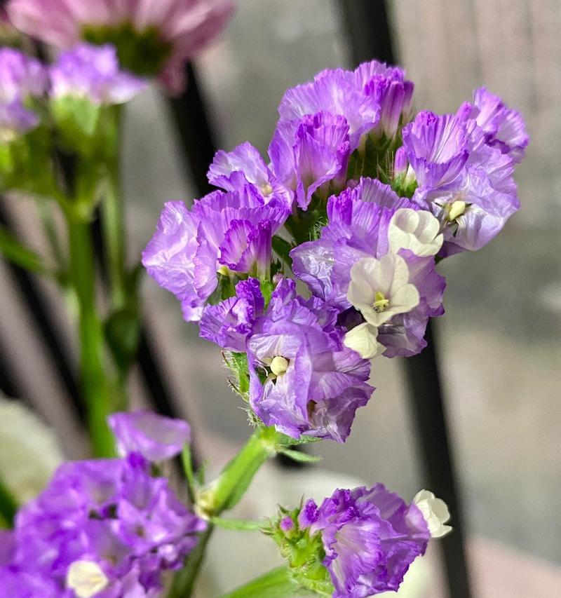 勿忘我的花语是什么？它与花朵的样子有何关联？