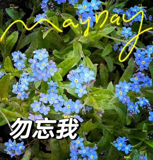 勿忘我的花语是什么？它与花朵的样子有何关联？