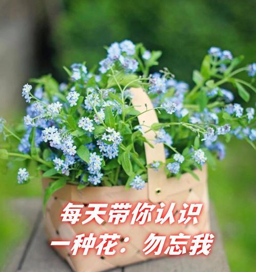 勿忘我的花语是什么？它与花朵的样子有何关联？
