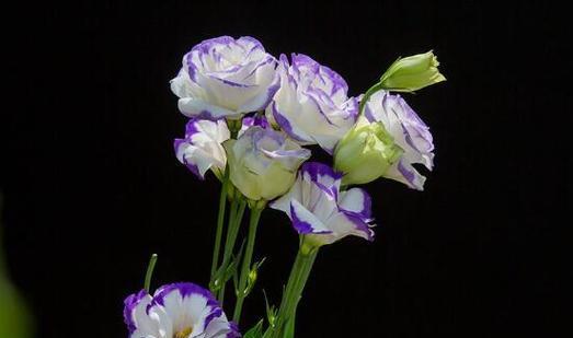 洋桔梗的花语是什么？它是否有毒性？