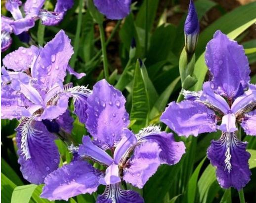 紫色玉簪花的花语代表什么？
