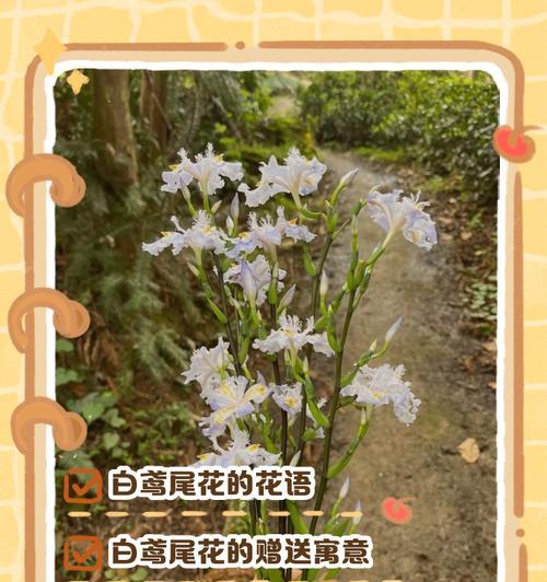 所有植物的花语和象征意义是什么？