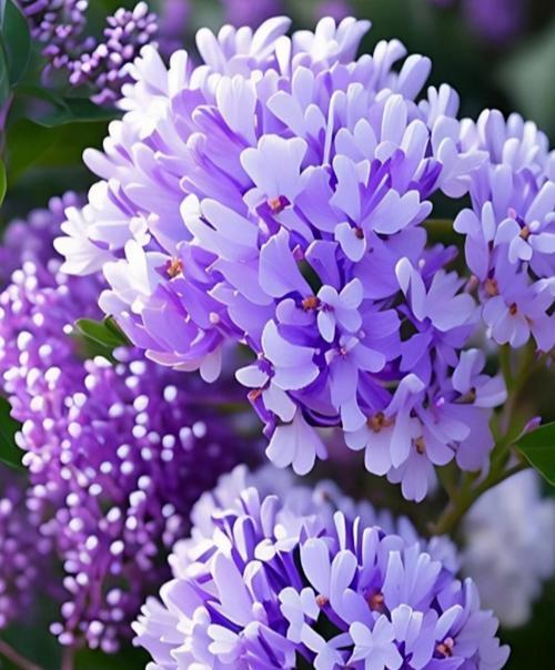 哪种花的花语代表疑惑不解？
