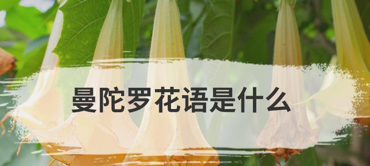 曼陀罗花不同颜色的花语分别是什么？