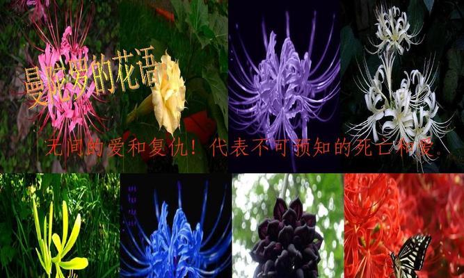 曼陀罗花不同颜色的花语分别是什么？