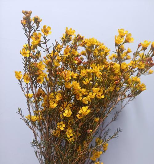 腊梅的花语和寓意是什么？
