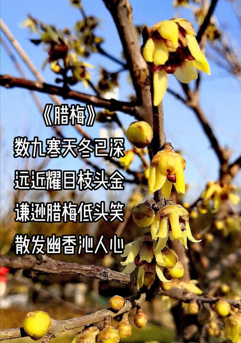 腊梅的花语和寓意是什么？