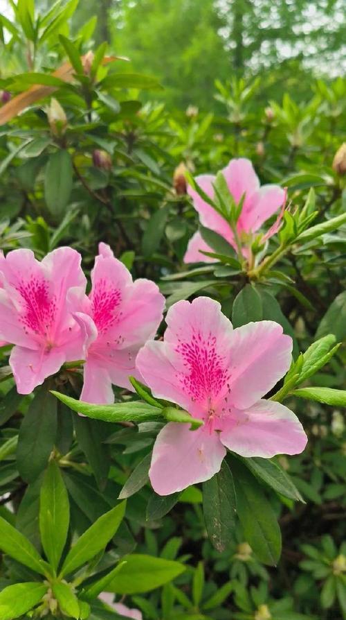 粉色桔梗花的花语是什么？传说中有哪些故事？