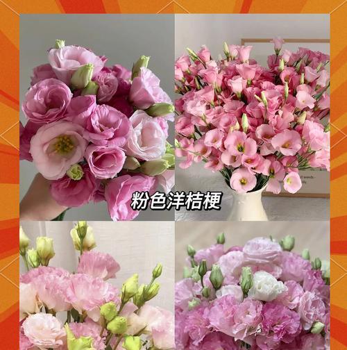 粉色桔梗花的花语是什么？传说中有哪些故事？
