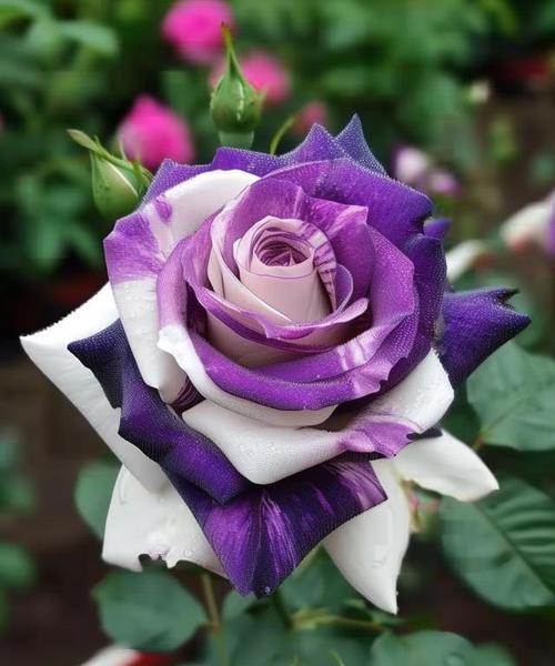 紫玫瑰和白玫瑰混搭的花语是什么？它们有什么特别的含义吗？