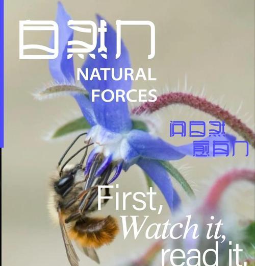 琉璃苣的花语是什么？它象征着什么意义？