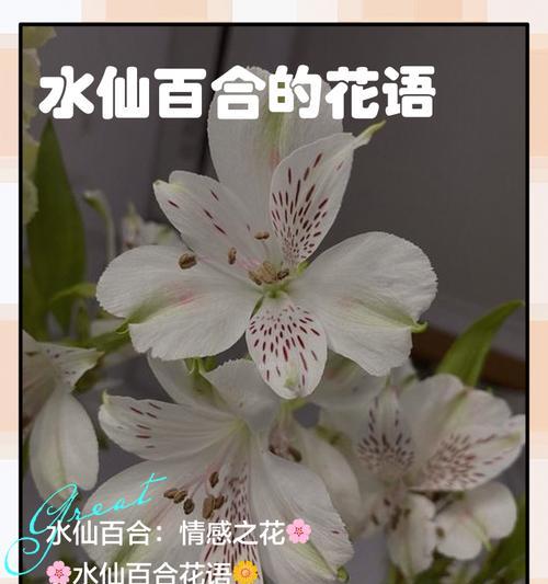 水仙花的花语是什么？它代表了什么意思？