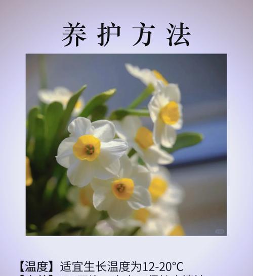 水仙花的花语是什么？它代表了什么意思？