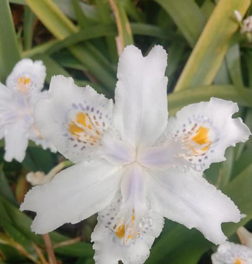 水仙花的花语是什么？它代表了什么意思？